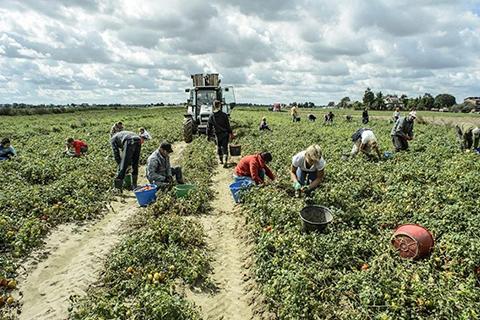 Migranti che raccolgono ortaggi nei campi