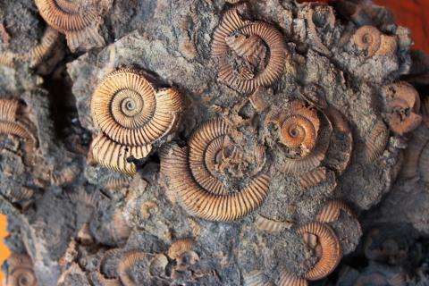 La Riviera dei Neanderthal
