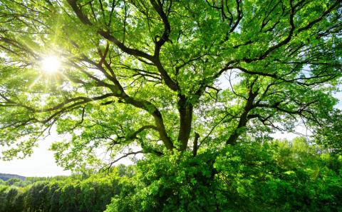 L’ALBERO RISPONDE A MODO SUO