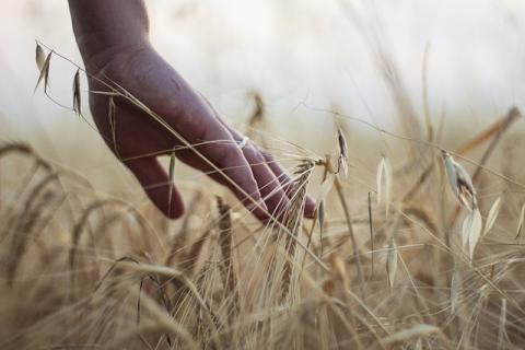 agricoltura del futuro
