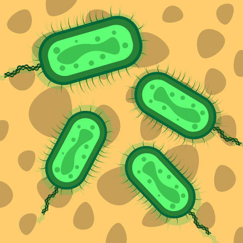 Cells observed with a microscope