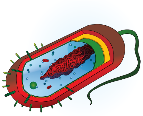 A cell