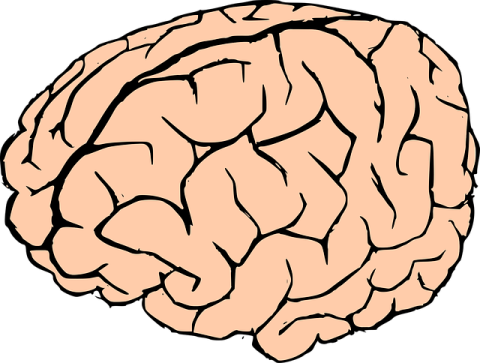 A brain