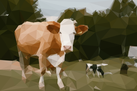 A cow
