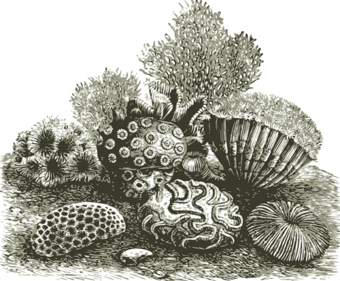 Corals