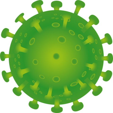 Bacteria