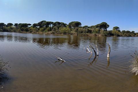 Paesaggio della piallassa