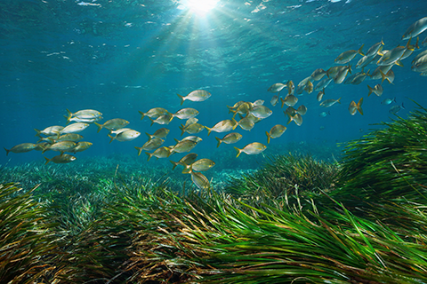 ecosistema marino