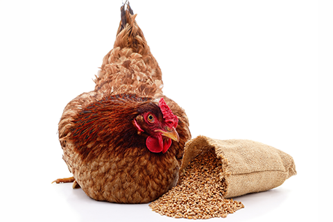 gallina