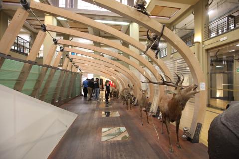 collezione di zoologia