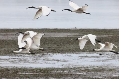 ibis